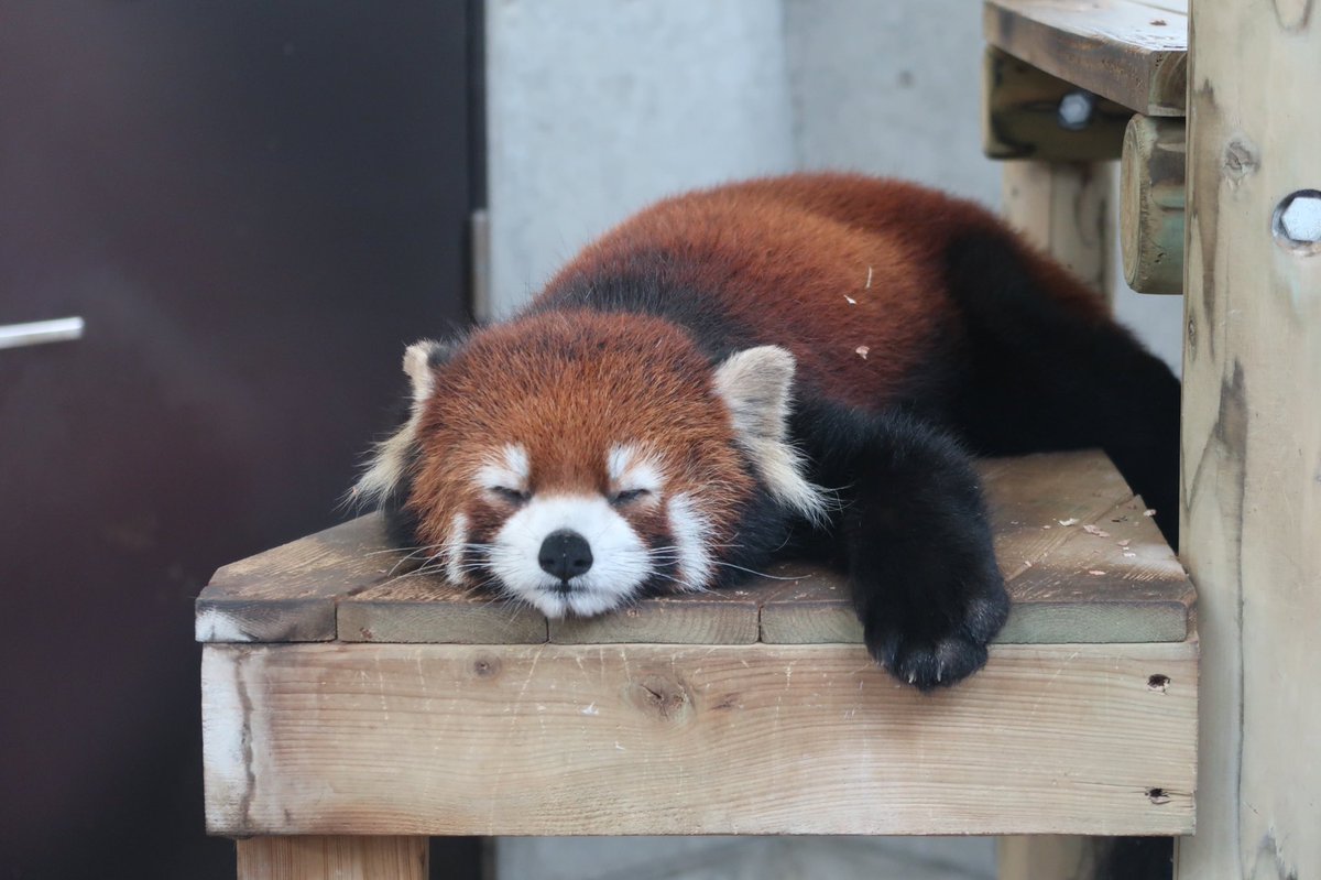 dizzymoon's tweet image. 珍しくコチラを向いて💤中の #笑笑 くん😴
キュンボタン(死語?)を連射され過ぎて悶絶死寸前💞
📷:2021/03/21
#到津の森 #レッサーパンダ #クスクス #ひっそりとテンション爆上がり