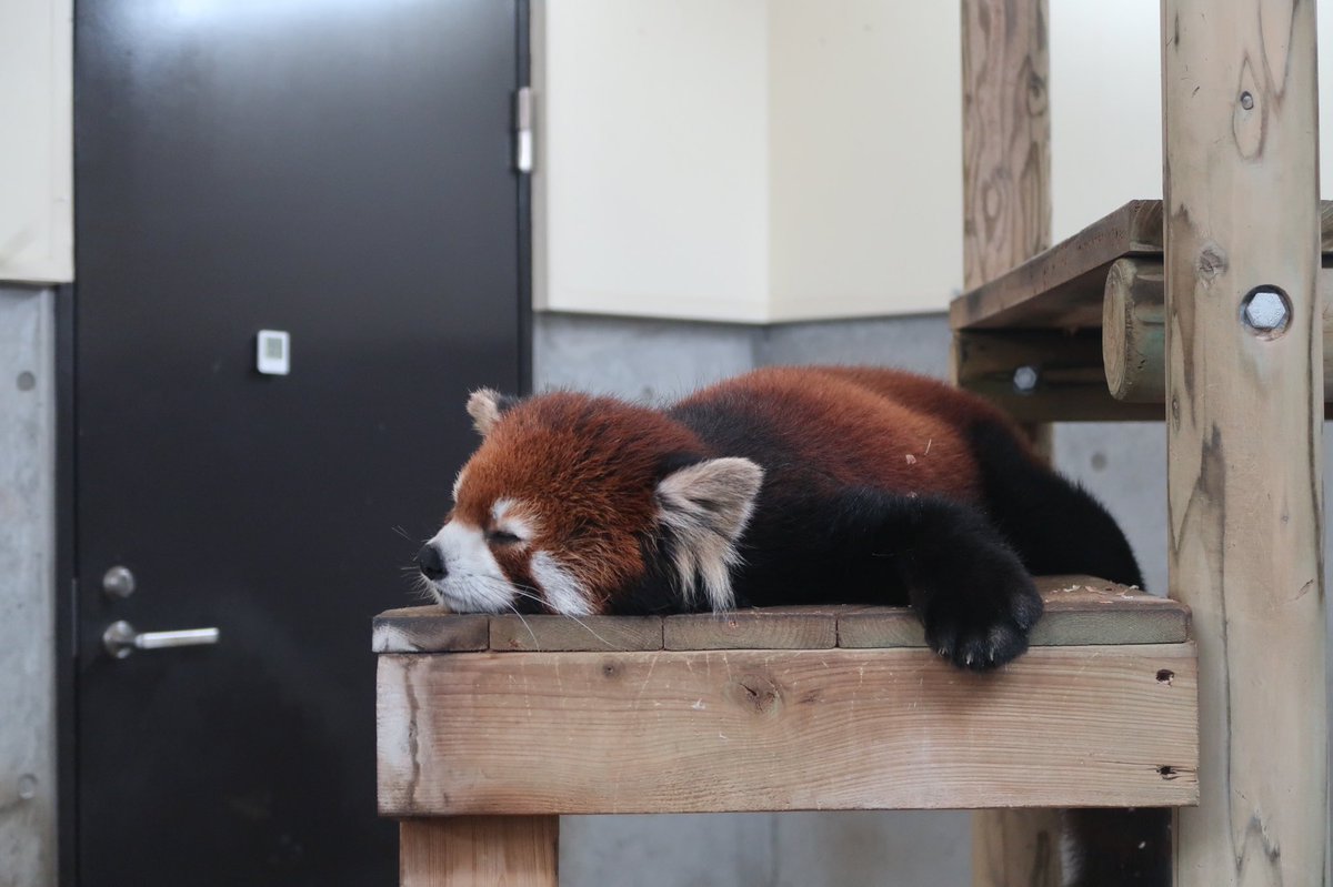 dizzymoon's tweet image. 珍しくコチラを向いて💤中の #笑笑 くん😴
キュンボタン(死語?)を連射され過ぎて悶絶死寸前💞
📷:2021/03/21
#到津の森 #レッサーパンダ #クスクス #ひっそりとテンション爆上がり