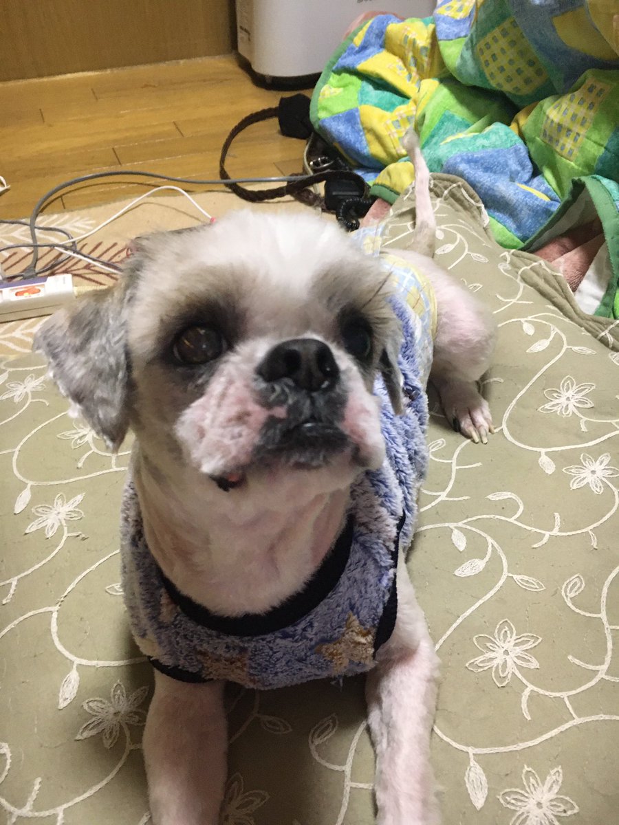 bossfake's tweet photo. 実家の犬、トリミング前とトリミング後。 https://t.co/PDDzduCgPv