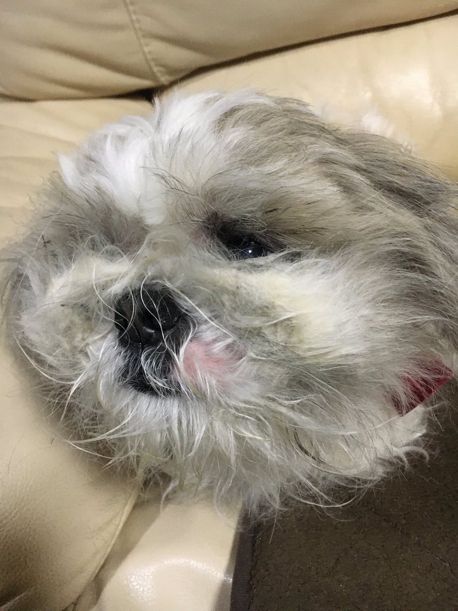 bossfake's tweet photo. 実家の犬、トリミング前とトリミング後。 https://t.co/PDDzduCgPv