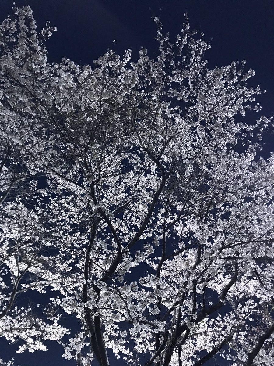 NatureofAikawa's tweet photo. 桜、ナイター、お酒 https://t.co/DPserlmLdB