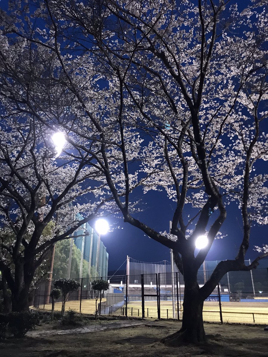 NatureofAikawa's tweet photo. 桜、ナイター、お酒 https://t.co/DPserlmLdB