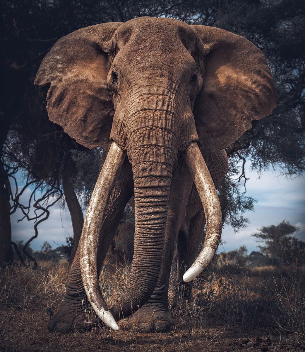 kenyapics's tweet photo. Meet Big Craig of the Amboseli. He turns 49 this year and is one of the biggest tuskers alive in the world today. A true living national treasure for Kenya and the world. Photo by Mark Drury https://t.co/Kqtufl7voM