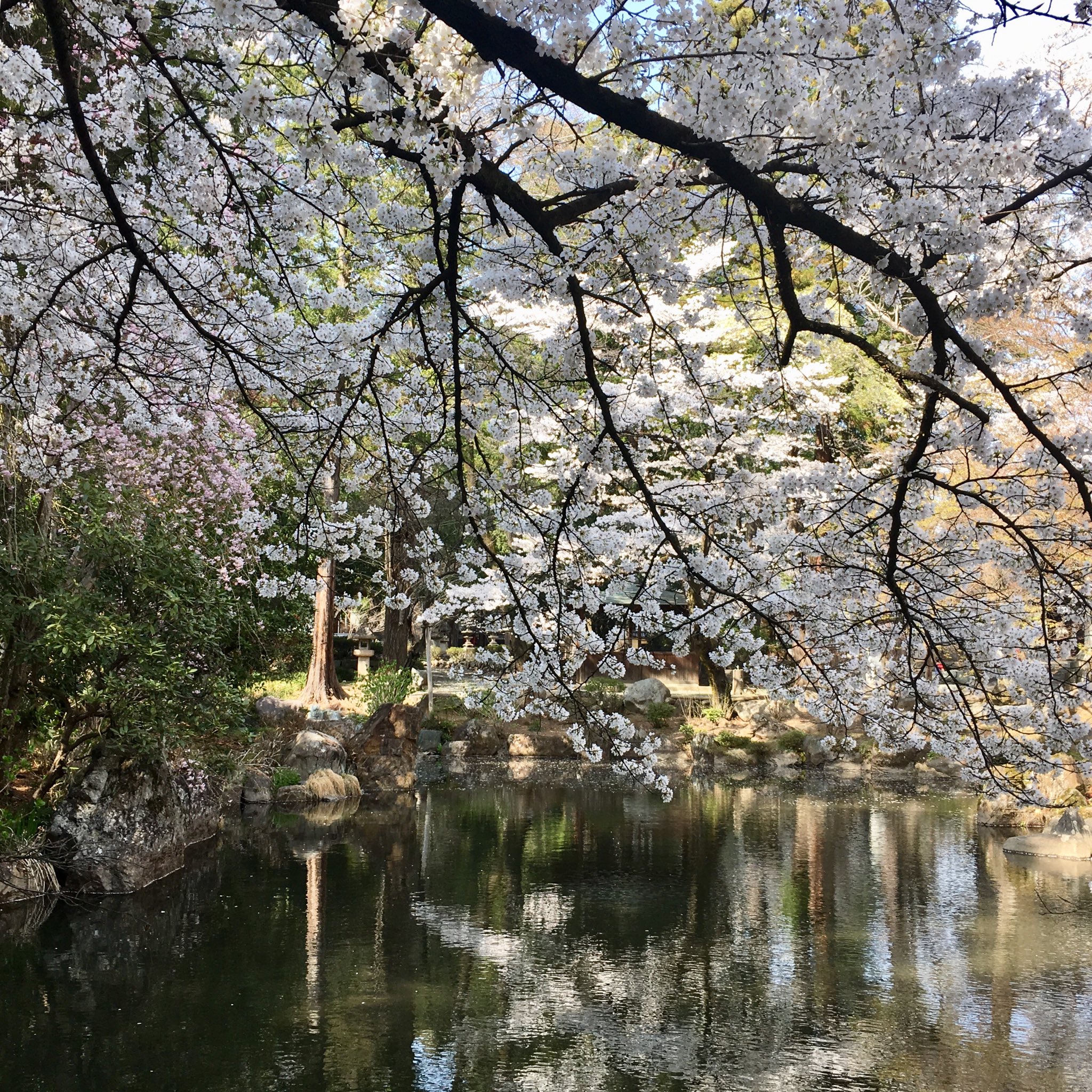 Ellie 今日は桜三昧なのです 恵林寺の桜 とても綺麗でした 甲州市 恵林寺 T Co K9mkkw40sq Twitter
