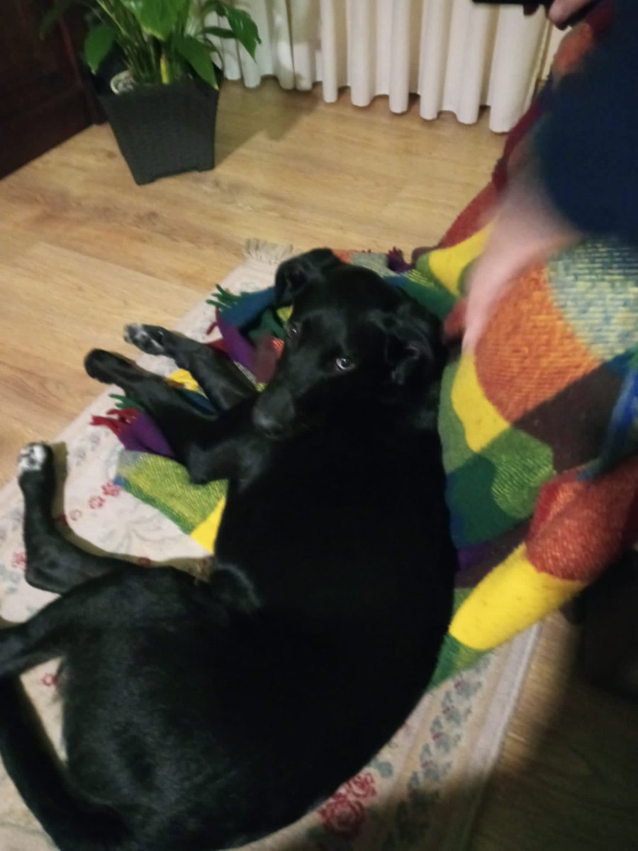 rayR_m's tweet photo. Se llama Leo se ha perdido en el Madroñal, es muy dócil y bueno. 
Si lo veís por favor 
Llámame 
Gracias https://t.co/0DXtYGjPGY