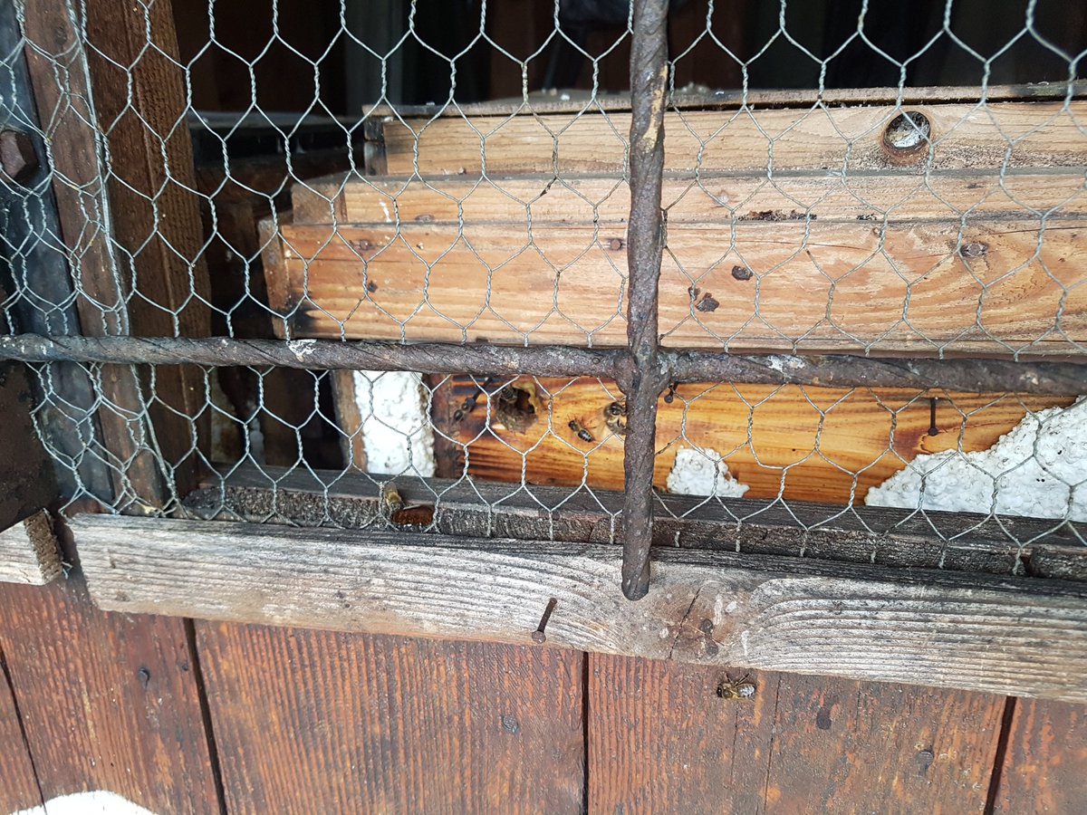 DEROVA4's tweet image. Nimrodím a včelařím, ženě doma navařím..! Už lítaj! 🐝😊🙃