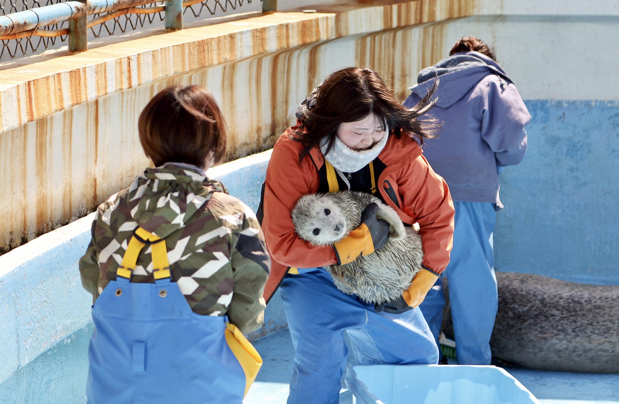 Akashi ノシャップ寒流水族館 今年産まれのゴマフアザラシの赤ちゃんの体重測定です 決して アザラシさらいではありません 笑 ノシャップ寒流水族館 あざらし アザラシ 稚内 T Co Vp4arw2oqb Twitter