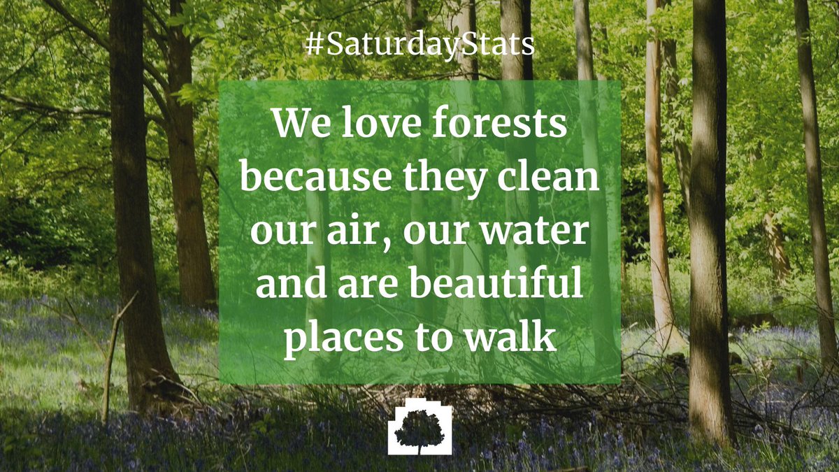 CityofTreesMcr's tweet photo. Tell us why YOU love forests below🌳🌲👇
We love them because they clean our air, our water and are beautiful places to #walk ☁️💧🌈. That's why we celebrated the #InternationaldayofForests last week!

#ukforests #trees #woodlands #forests #nature #walking #wildlife #conservation https://t.co/egV30k2hA2