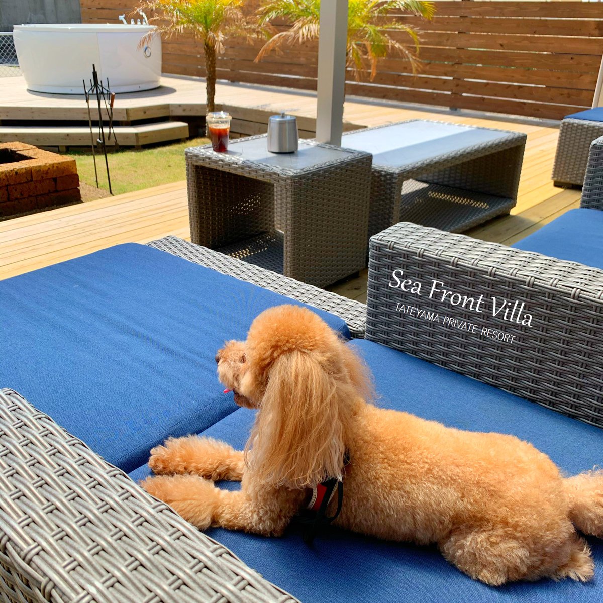 Sea_Front_Villa's tweet photo. 広いドッグランで遊んだあとは、大きなソファーでほっこり日向ぼっこ☀️
わんちゃんも楽しくリゾートを満喫できます😊
暖かい館山では、晴れた日はもう春夏の気候になっています。
リラックスできる時間を大切に過ごしましょう♨️
#seafrontvilla #貸別荘 #館山 #犬好きさんと繋がりたい https://t.co/nr0cHhzl28