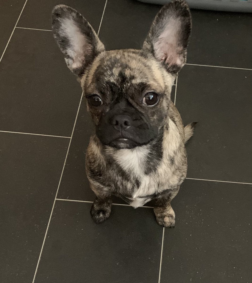 xfrenchiepug's tweet photo. My fur babies ❤️💙 #dogsoftwitter #myworld #frenchiesofinstagram #pug #Chihuahua #frenchiex #furbabies #lola #tyson #lovethem #toocute #dogs https://t.co/4KOWjySRbP