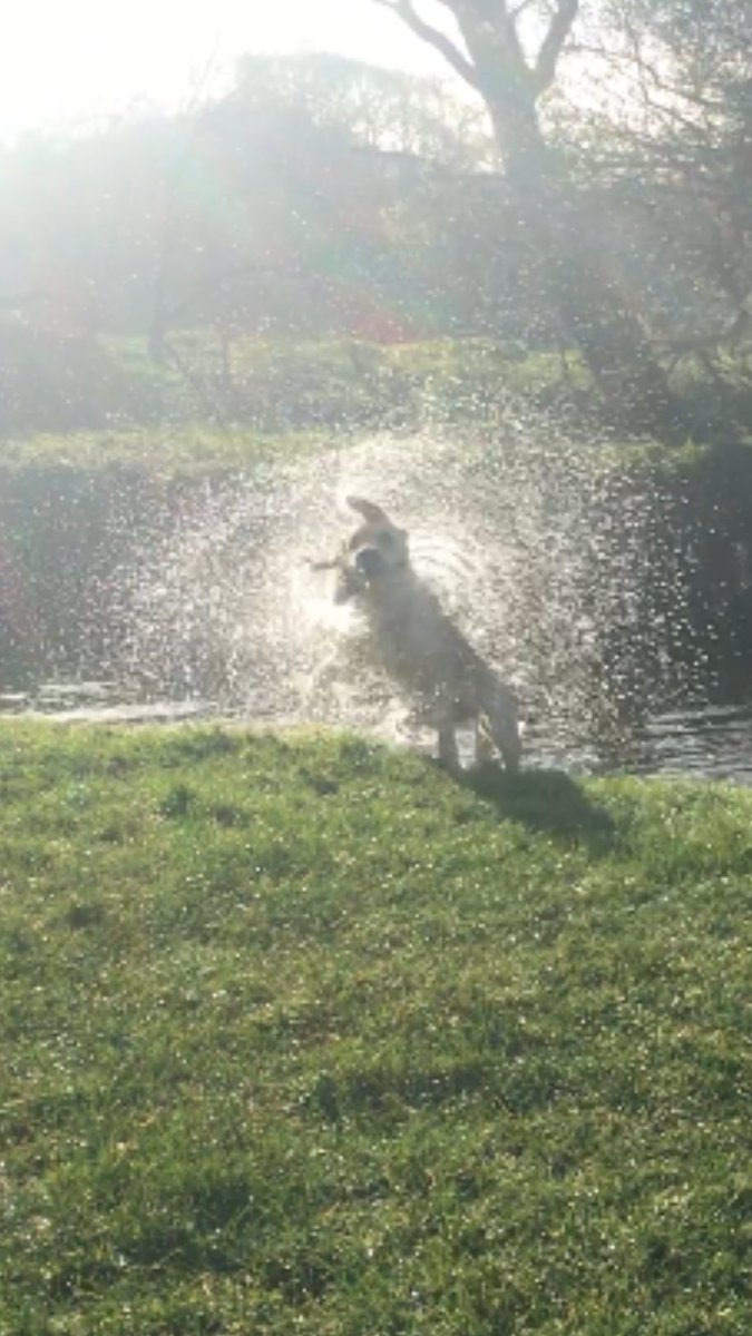 DaveEickemeyer's tweet photo. @BSAVACONGRESS Day 3 of #bsavavirtualrun . Saw an otter on the River Otter!! Also caught this photo - at least a 9 out of 10 on the splashometer. @lauramuiruns @sheldonvet @annathevet1 @rumpyriser @ejh_the_hall @EickemeyerUK #bsava21 #runvetrun https://t.co/ACr6D4u3Yc