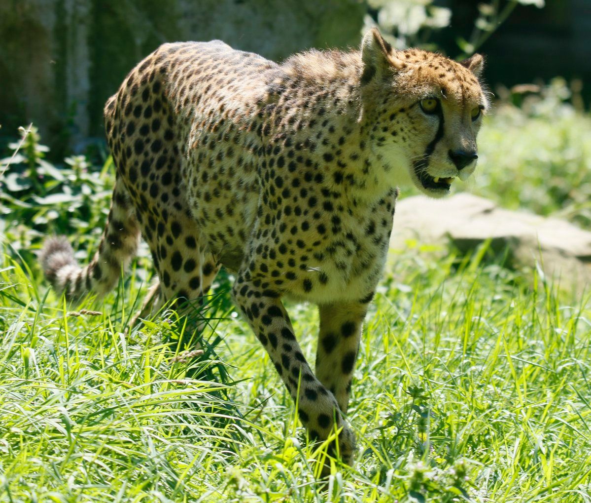 DevonTopDaysOut's tweet photo. Not long now until you can enjoy a family day out at one of Devon's top farm parks and animal attractions. Find out who's opening and when here https://t.co/xLWqyhmh1B  @exmoorzoo  @PennywellFarm  @bigsheepdayout  @beckyfallsdevon  @WildwoodEscot @VisitDevon https://t.co/RZF0szXNaQ