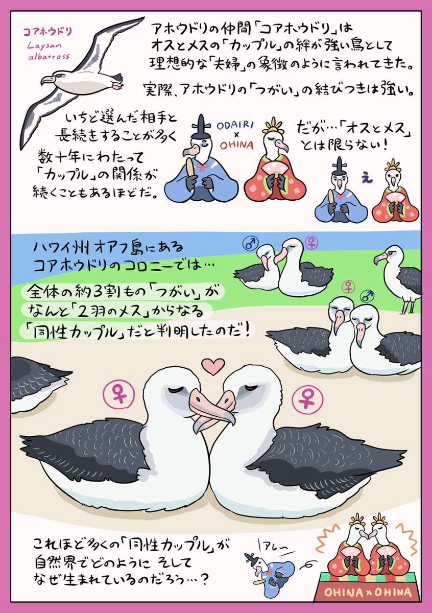 理想的な夫婦の象徴といわれるコアホウドリ 実はメス同士の同性カップルもたくさんいたと判明 Togetter 理想的な夫婦の象徴といわれるコアホウドリ 実はメス同士の同性カップルもたくさんいたと判明 Togetter
