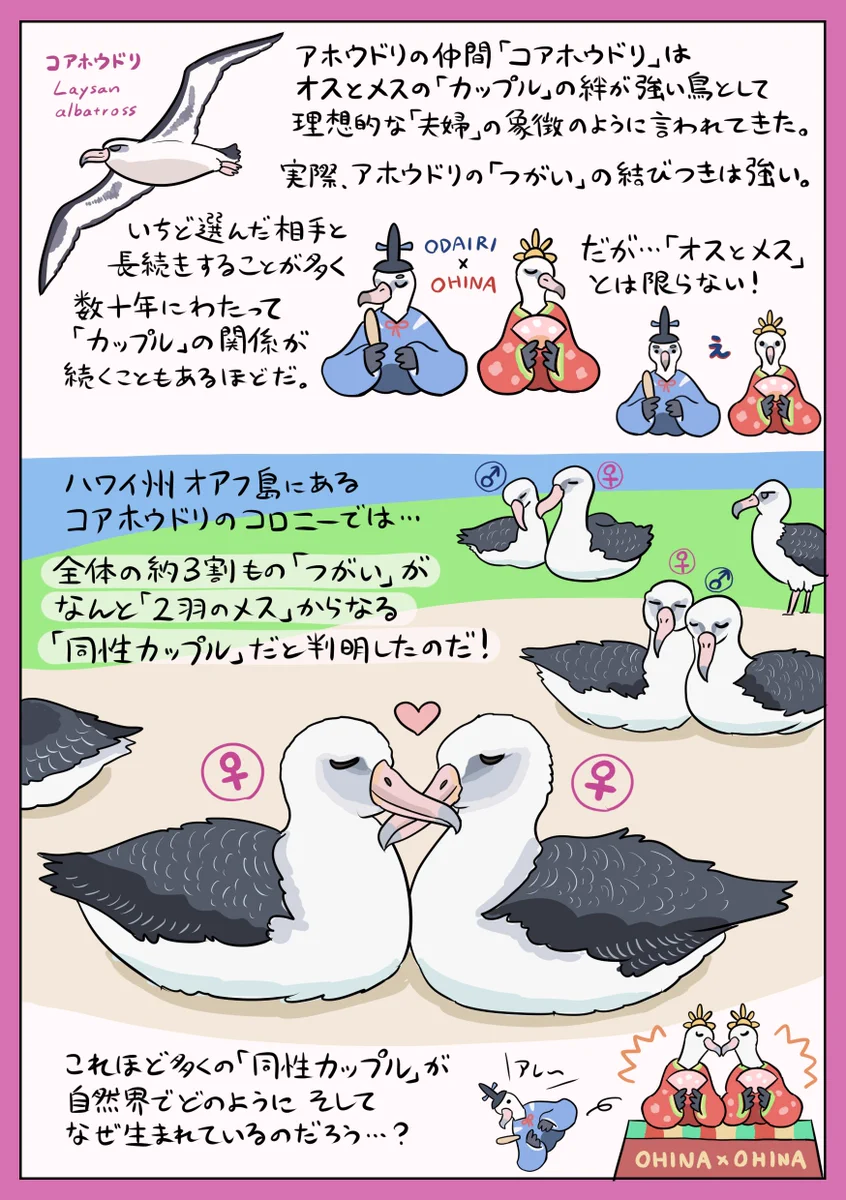 人間より進んでいる？「コアホウドリ」はメス同士の同性カップルが多い！