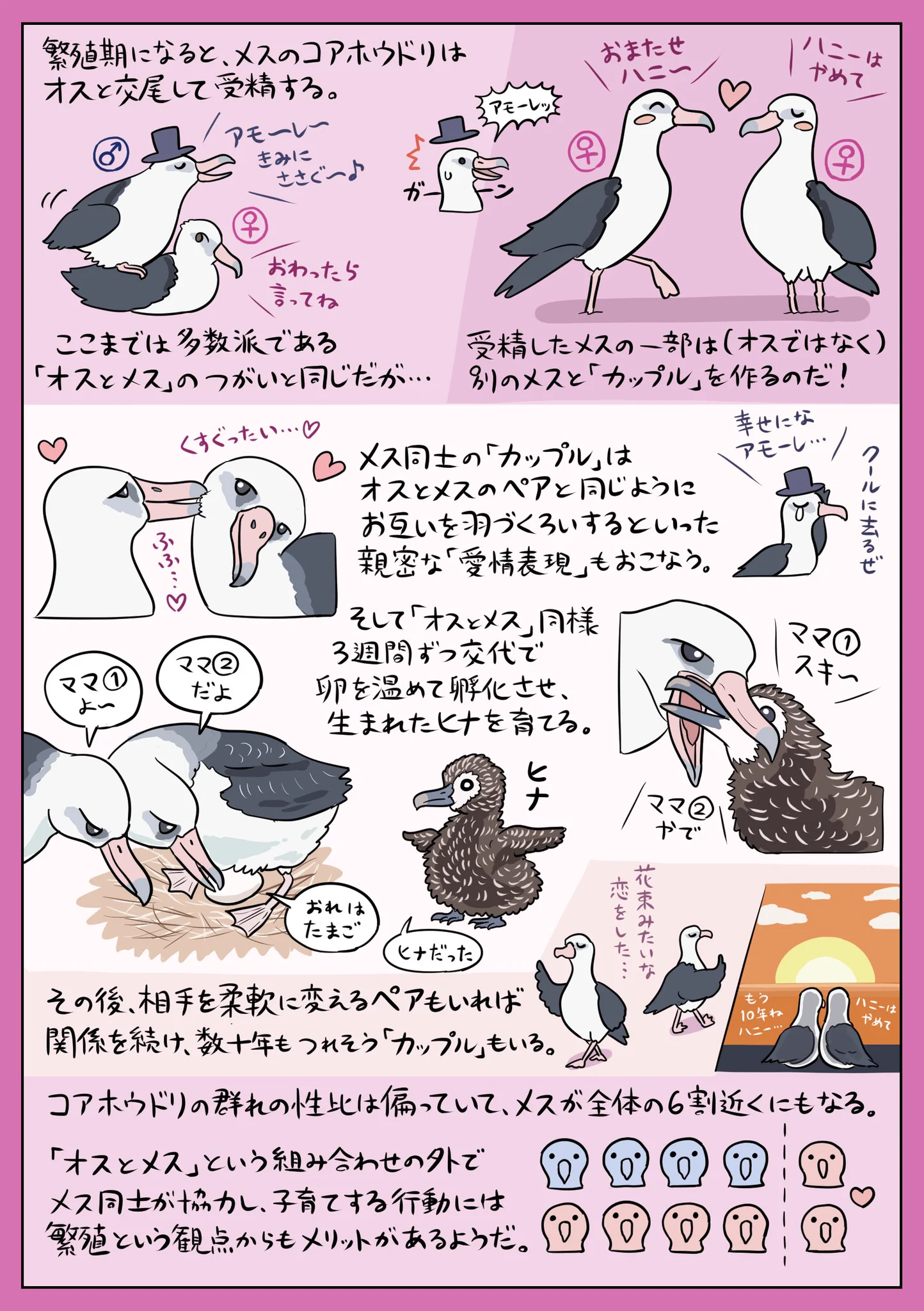 人間より進んでいる？「コアホウドリ」はメス同士の同性カップルが多い！