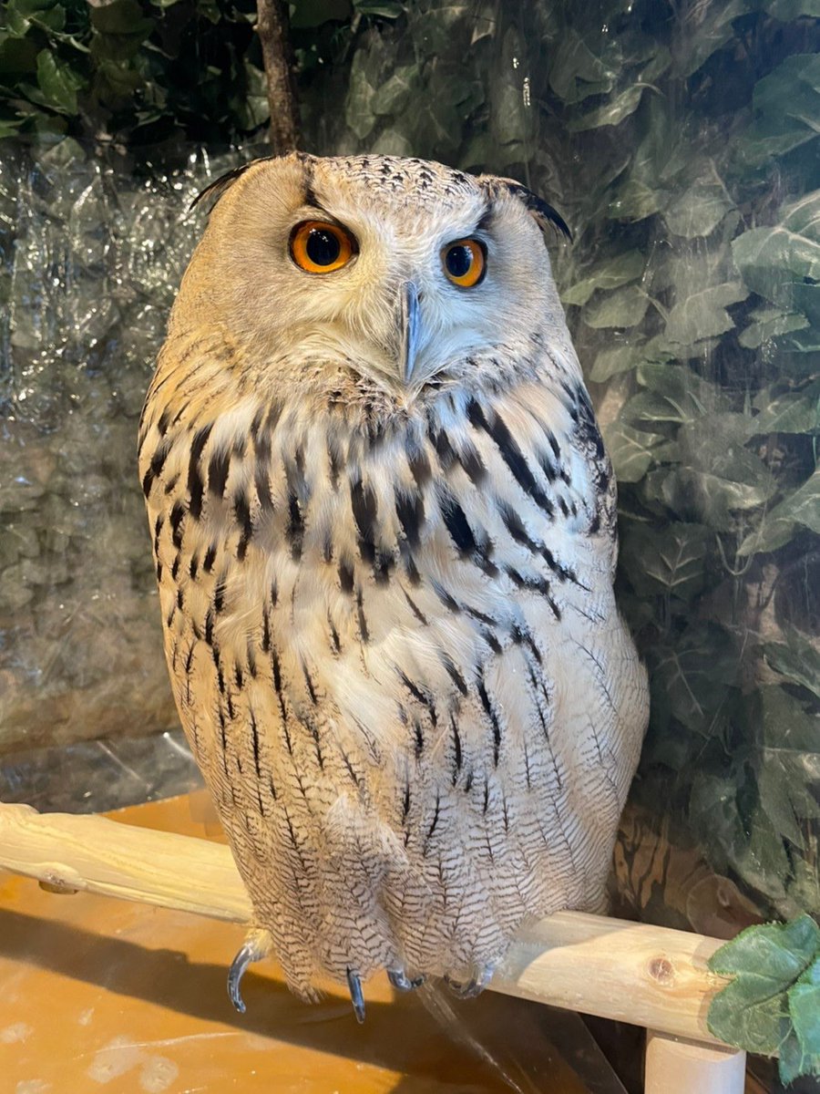 鎌倉乃フクロウの森