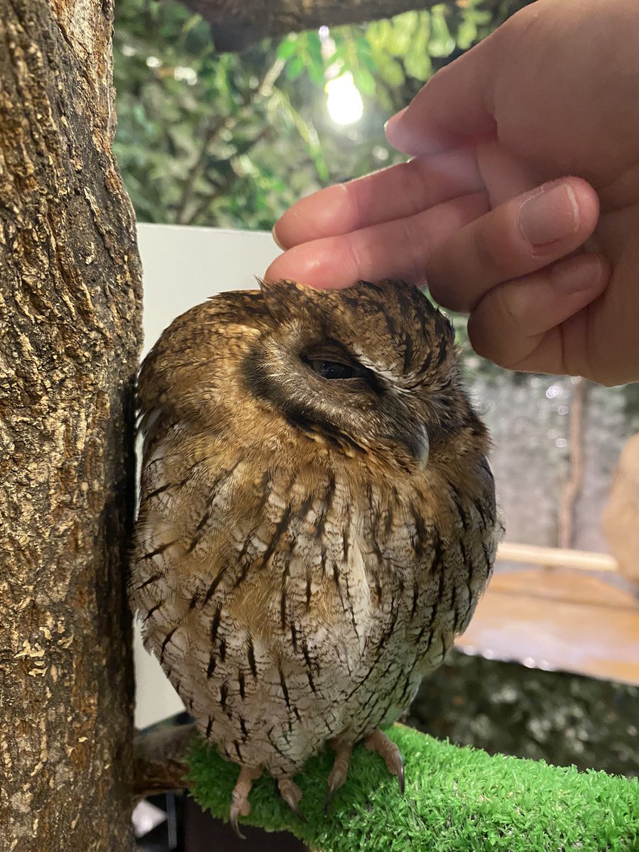 鎌倉乃フクロウの森