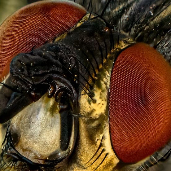 m2niac's tweet photo. Fly's eyes
-
Stitched from 38 images 
-
#fly #flyinsect #eyes #head #details #insect #animals #selectivefocus #details #nature #macro_mood #macrophotography #macrophoto #macro #closeup #photo #photographer #photography #фото #m_hladchenko #youpicmacro #youpic #500px #500pxphotos https://t.co/rKgiA3mdHe