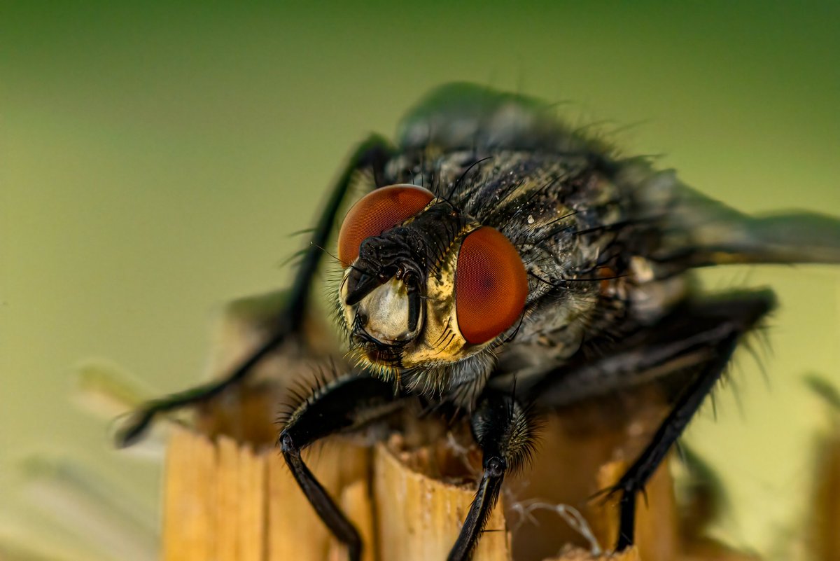 m2niac's tweet photo. Fly's eyes
-
Stitched from 38 images 
-
#fly #flyinsect #eyes #head #details #insect #animals #selectivefocus #details #nature #macro_mood #macrophotography #macrophoto #macro #closeup #photo #photographer #photography #фото #m_hladchenko #youpicmacro #youpic #500px #500pxphotos https://t.co/rKgiA3mdHe
