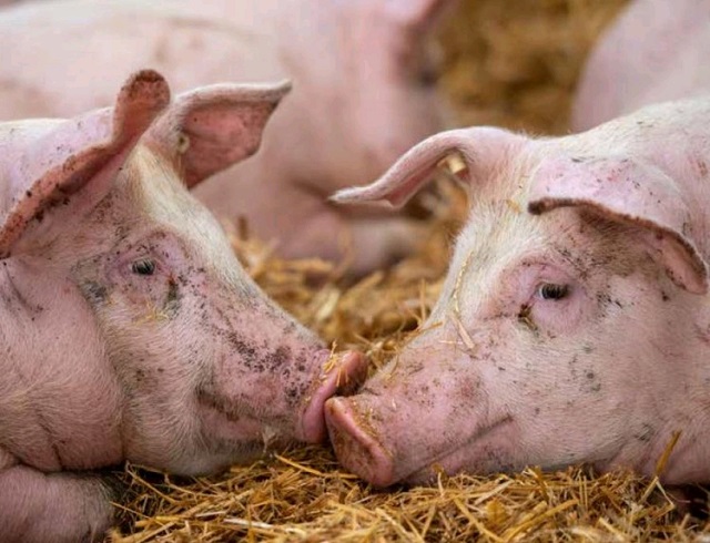 witness_radio's tweet image. Failure to investigate suspected African swine fever frustrates Gulu farmers.
#Piggeryfarming 
#FarmNews 

Read more: witnessradio.org/failure-to-inv…