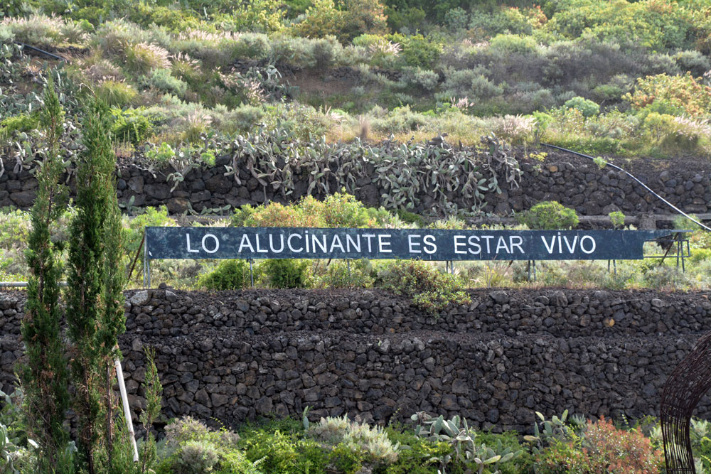mensajeanoniman's tweet photo. "LO ALUCINANTE ES ESTAR VIVO" #Anoniman #Cartelautopista #Arteenlacalle #Instalacionurbana #Tenerife #Optimismo #Streetart #Landart #eutanasia https://t.co/dbC7KukY41