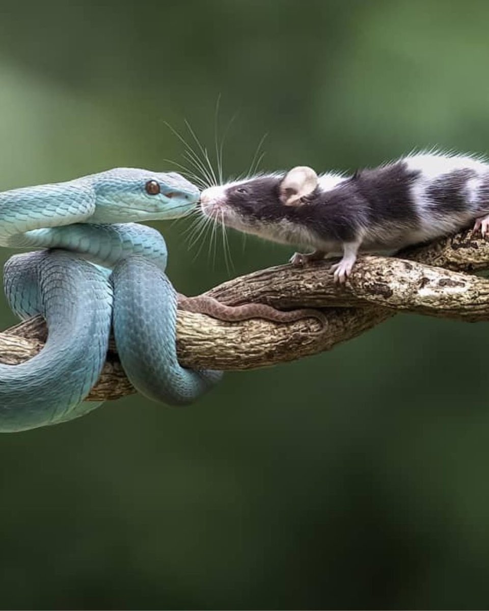 planetdoga's tweet photo. Ölüm öpücüğü🐍🐁 https://t.co/z6tlaLmLMl