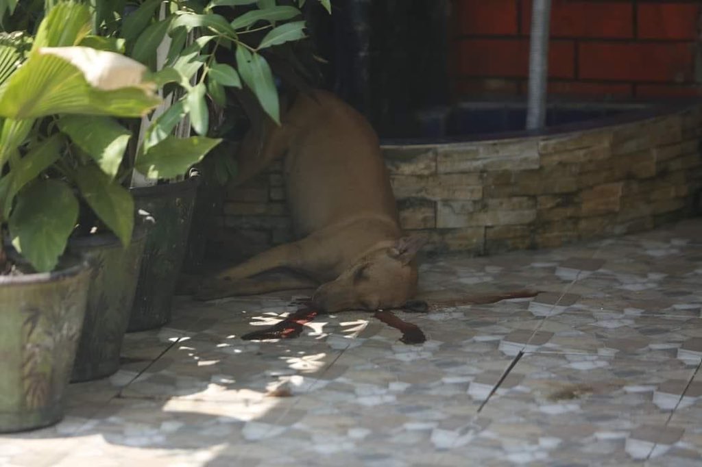 Even dogs are shot by junta’s terrorist forces. #WhatsHappeningInMyanmar #Mar27Coup