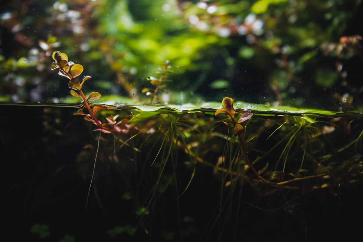 AlisaDooli's tweet photo. #nature #photography #green #photographylovers https://t.co/7YPA2KrR7R