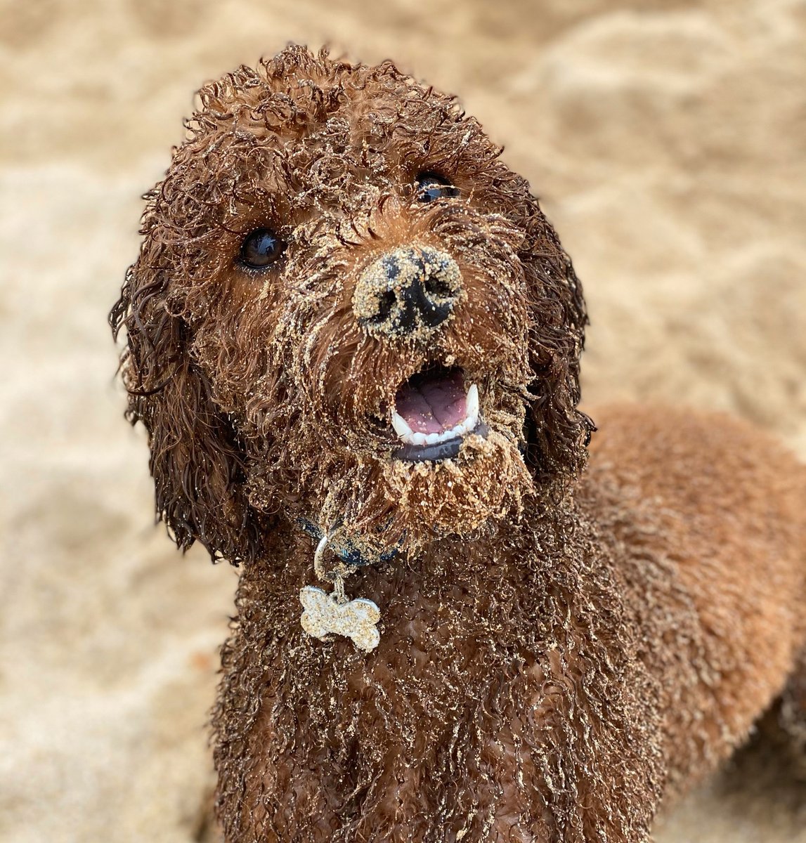 go_bycycle's tweet photo. He doesn't just save this for weekends - this is every day - Home, Bath, Sleep, Repeat πβ€οΈ
https://t.co/2Ba6w35Bcs
#puppylove #happypuppy #sandydog #beachdog #dogslife #puppylove #puppiesofinstagram #cheeky #cockapoo #beachwalks #beach #cornwall #bikehire #delivered https://t.co/xAqo9HhPd8