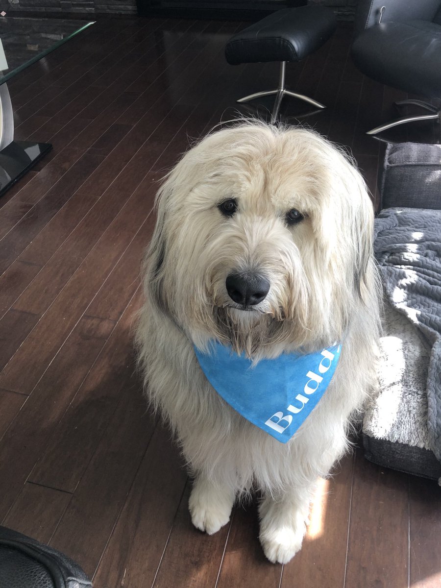 Buddy Bear passed away this morning. Devastated.