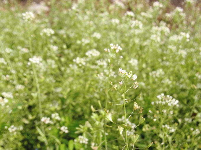 ナズナのtwitterイラスト検索結果 古い順