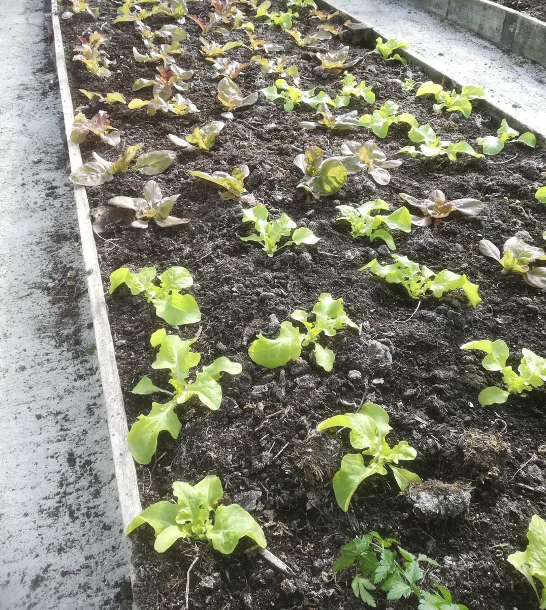 New season mixed salad leaves and spinach now in the shop from the Garadh. Delicious and so fresh. #supportlocal #eatlocal #isleofbarra #barra #outerhebrides #eatseasonal #eathealthy