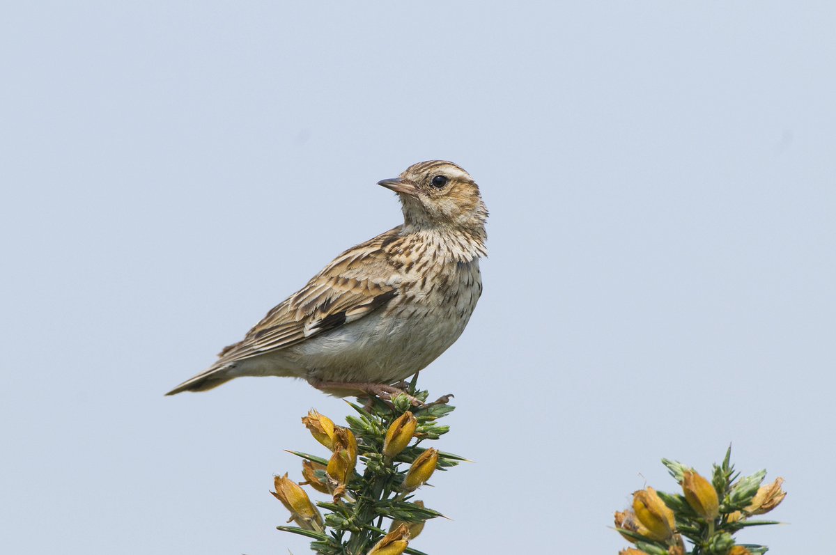 sdnpa's tweet image. The Woodlark is a protected ground nesting bird which relies on heathland and starts nesting this time of year.
If you walk on the heath, you can help by:
-sticking to paths 
-keeping dogs out of vegetation 

📷 Derek Middleton 

#HeathlandsReunited #woodlark #HelpTheHeaths