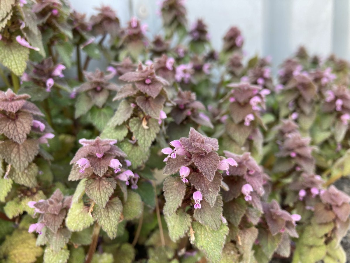 グラニュー糖 こちらがあつ森の雑草であるところのヒメオドリコソウ クローバーと同じでミツバチがよく蜜を吸いに来ます