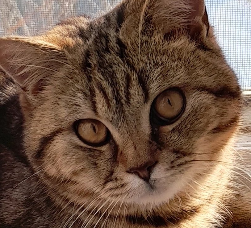 Daria Cat (@dariaca13018248) on Twitter photo 