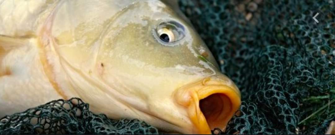 joanimaliste's tweet photo. Le 27 mars 2021, c'est la journée de lutte pour les poissons et autres animaux aquatiques, les plus nombreuses victimes du spécisme, et souvent les grands oubliés de la question animale.
#Poissons #animaux #stopspecisme #stoppeche https://t.co/ggUfk326Bu