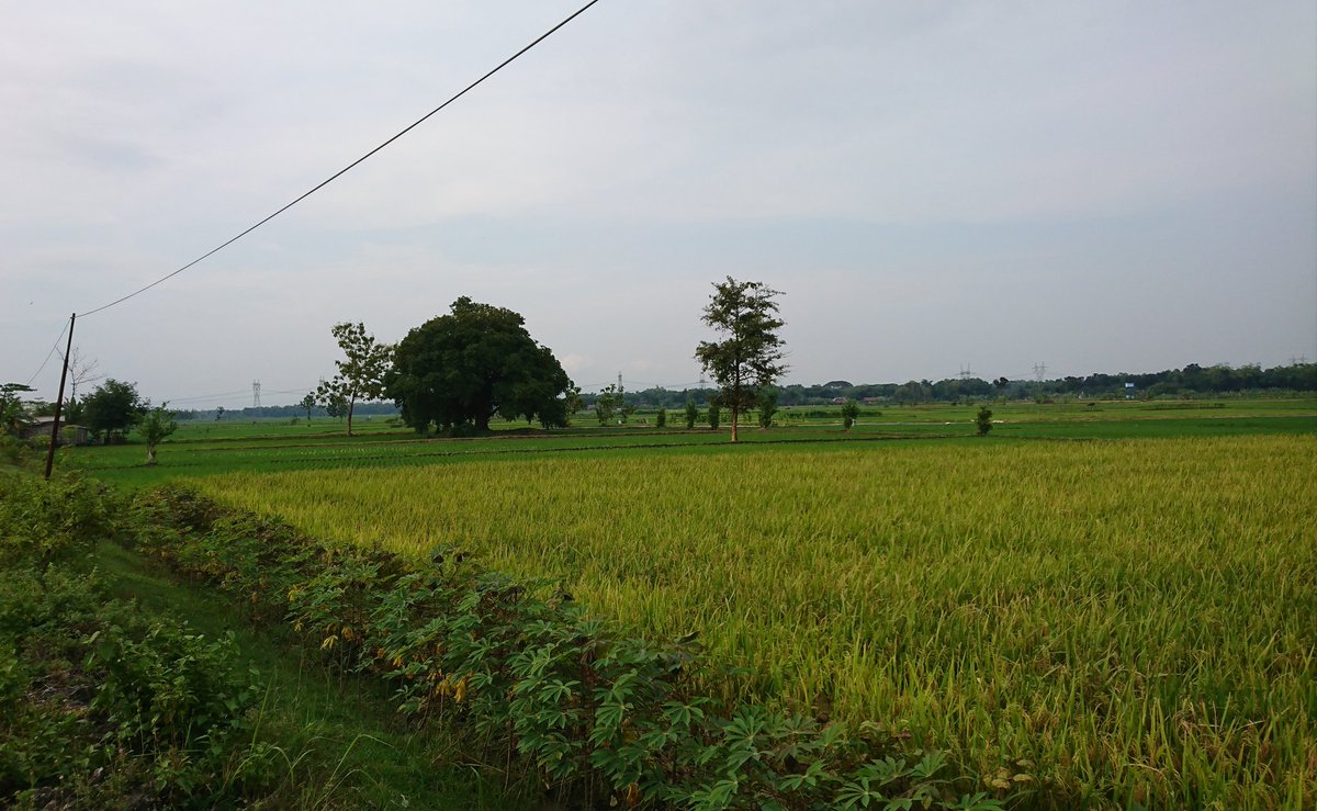 Pupuk mahal, masih mau impor beras?