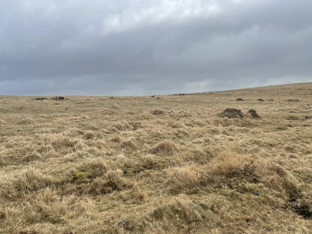 tomcarnac's tweet photo. Dartmoor this morning. This land is for sale - 3k acres - it may have  a haunting beauty but it is a desert. How wonderful it would be to return the wildlife and woodland to this land. Hard to see how we have any authority to push for forest conservation around the world if don’t https://t.co/OQy7TaqVeh