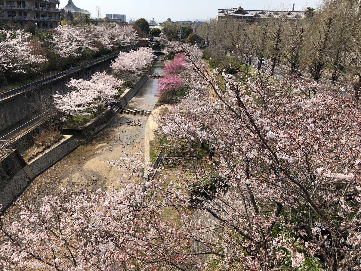 kawa7314's tweet photo. 通勤で花見。
佐保川の川路桜。奈良奉行、川路聖謨が最初に植えたと言われています。
川路聖謨は、幕末にロシア使節団と交渉するなど活躍し、一時期奈良奉行としての奈良���再生にも力を尽くしました。
天理教本部の枝垂れ桜が満開。
布留川沿いの桜はこれからです。 https://t.co/YVCu5KSDhK