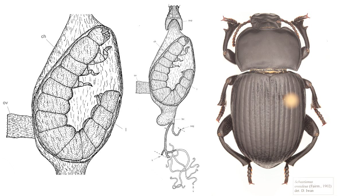 Ovoviviparity is extremely rare among darkling beetles. It is known from a single lineage of African Platynotina. Together with @entoaaron and @kogent_musings we are investigating the evolution of this reproductive mode in #Tenebrionidae relying mostly on museomics #HiFiExhibit