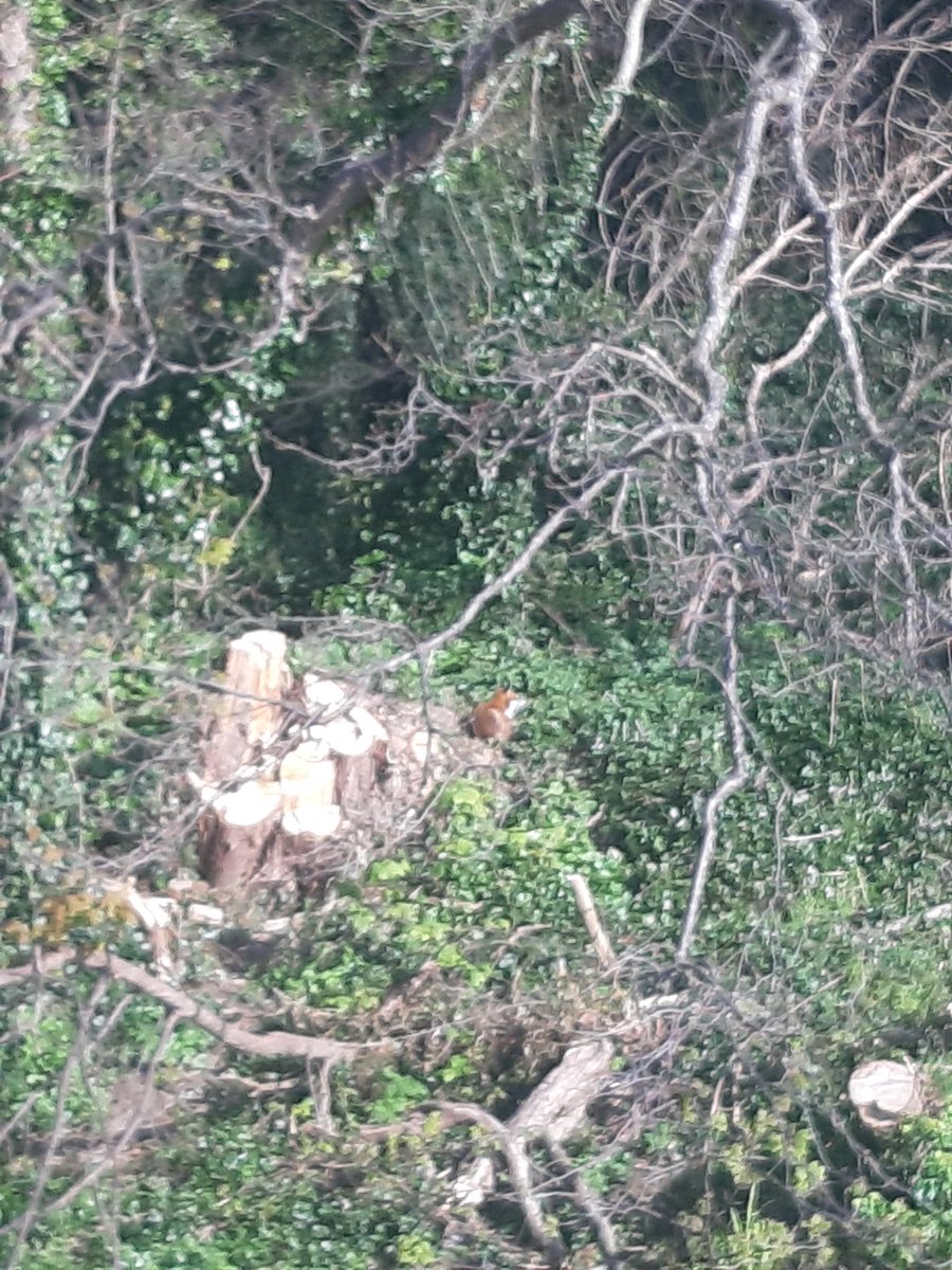 MaeveMcMahon's tweet photo. #Day86 of #100daysofwalking and spotted another fox curled up and catching the morning sun beside #thedodder #SaturdayMorning @100DaysOfWalkin @NTBreakfast https://t.co/I9MULJLDGN