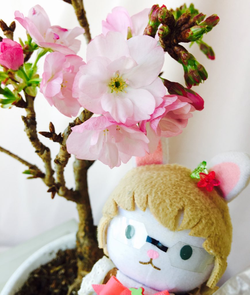 もっふる通り Sk 応援中 旭山桜の肥料は難しくなくて ハイポネックスの花用タイプを空きペットボトルに入れて薄めたものや ダイソーやキャンドゥの園芸コーナーで100円で買える固形肥料を時々あげる程度です 害虫もそんなに付かないし 念のために もっふる通り Sk 応援中 旭山桜の肥料は難しくなくて ハイポネックスの花用タイプを空きペットボトルに入れて薄めたものや ダイソーやキャンドゥの園芸コーナーで100円で買える固形肥料を時々あげる程度です 害虫もそんなに付かないし 念のために