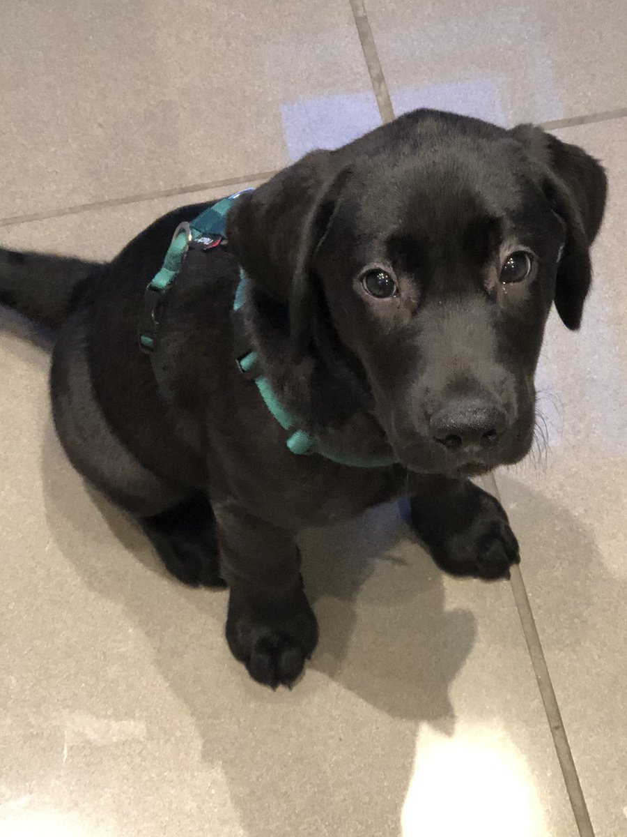 <a href="/feednaturaw/">Naturaw</a> I am really excited that our school dog <a href="/GorgeousGus1/">@GorgeousGus</a> revived his first food order 😍 I can’t wait to give him his dinner later - thank you so much for the complementary training treats, too!! Nothing is too good for this lovely boy 🤩