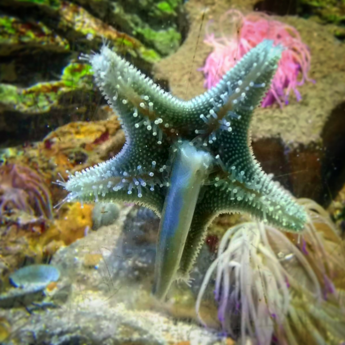 Did you know: When some species of starfish find a tasty snack, such as a mussel or an oyster, they extend their stomach out of their mouth to digest the soft parts of their prey. This creates a soup-like substance that they then slurp back into their body to finish off the feast