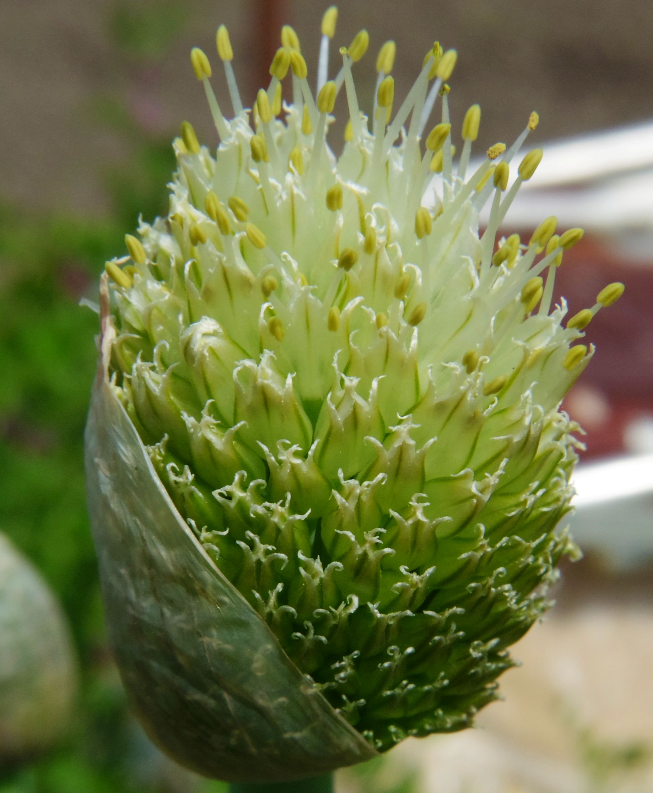 こころんグリーン 近所の家庭菜園にネギ坊主が出ていました とても小さな花がいっぱい集まっています 薄い皮を破ってネギ坊主が現れました ネギ坊主 ネギ 家庭菜園 小さな花 春の花 春 園芸品種 野菜 園芸 ガーデニング 熊本市南区 熊本