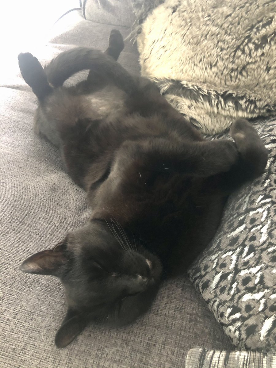 Chris_Schlamp's tweet photo. @writers_accord Hi Julie 👋🏼 the things we do for our fluffy friends! 🤧 thanks for the follow 😊 https://t.co/AUourLw0Ao