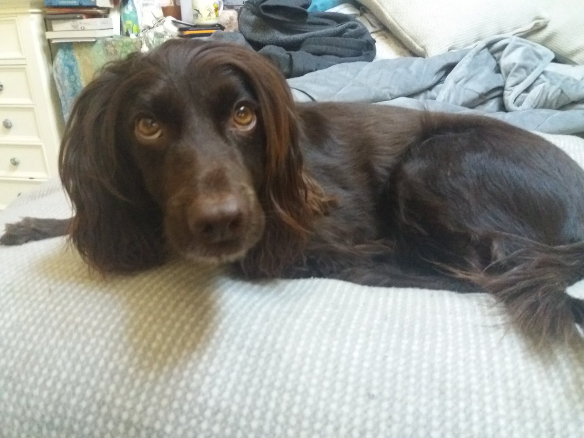 Got my buddy for the day 💕