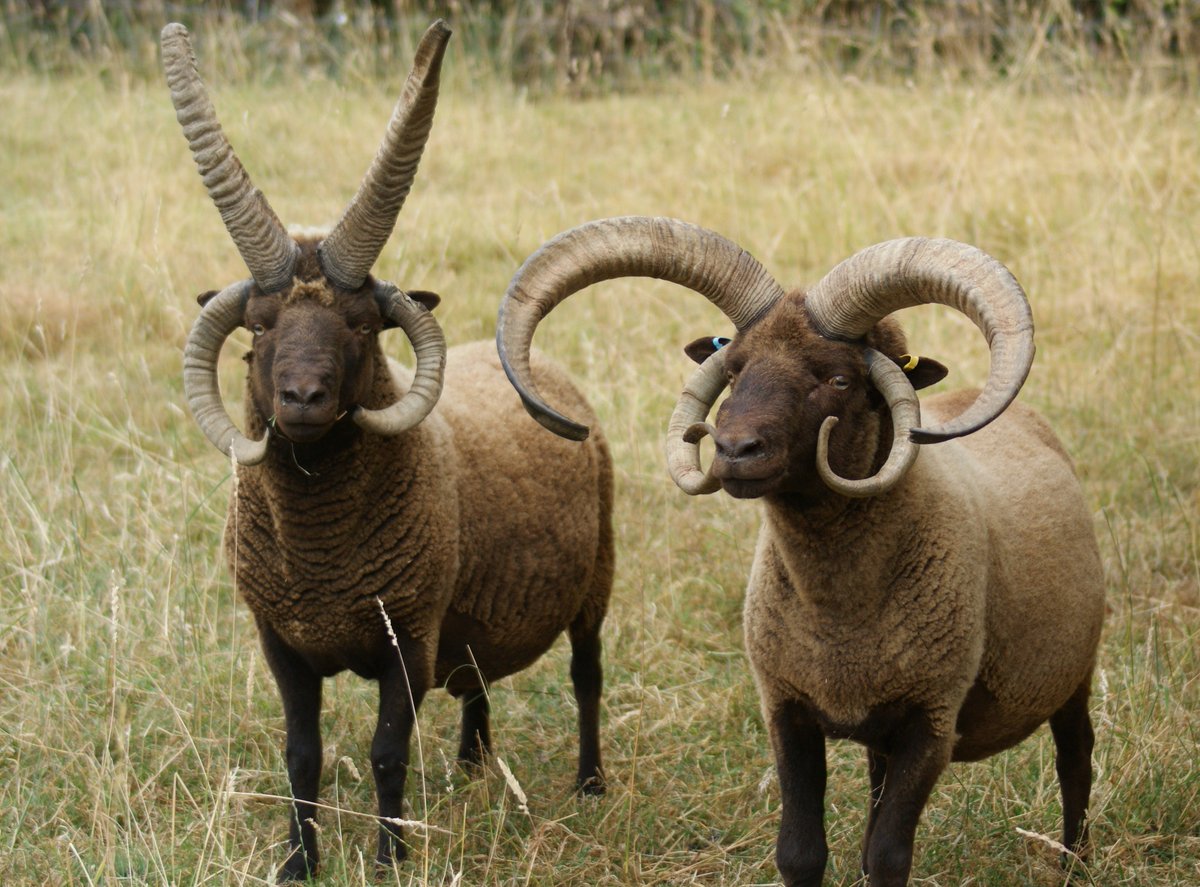 Livestock consultant Ruth Dalton, uses Cloud-Lines as the tool of choice when conducting breed planning &amp; genetic diversity analyses for clients

Read how Ruth has used Cloud-Lines with the Manx Loaghtan Sheep Breeders’ Group👇

ow.ly/SXa050E9quX

#NativeBreed #Conservation