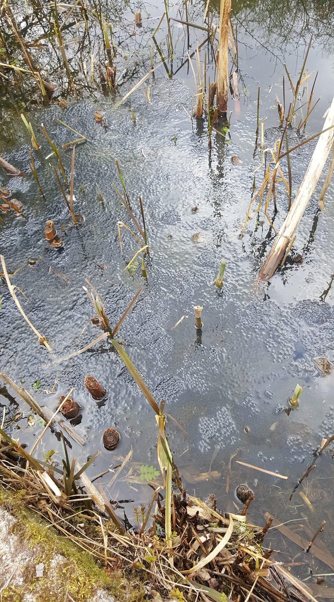 Voorjaar in Amsterdam noord, volop kikkerdril.
