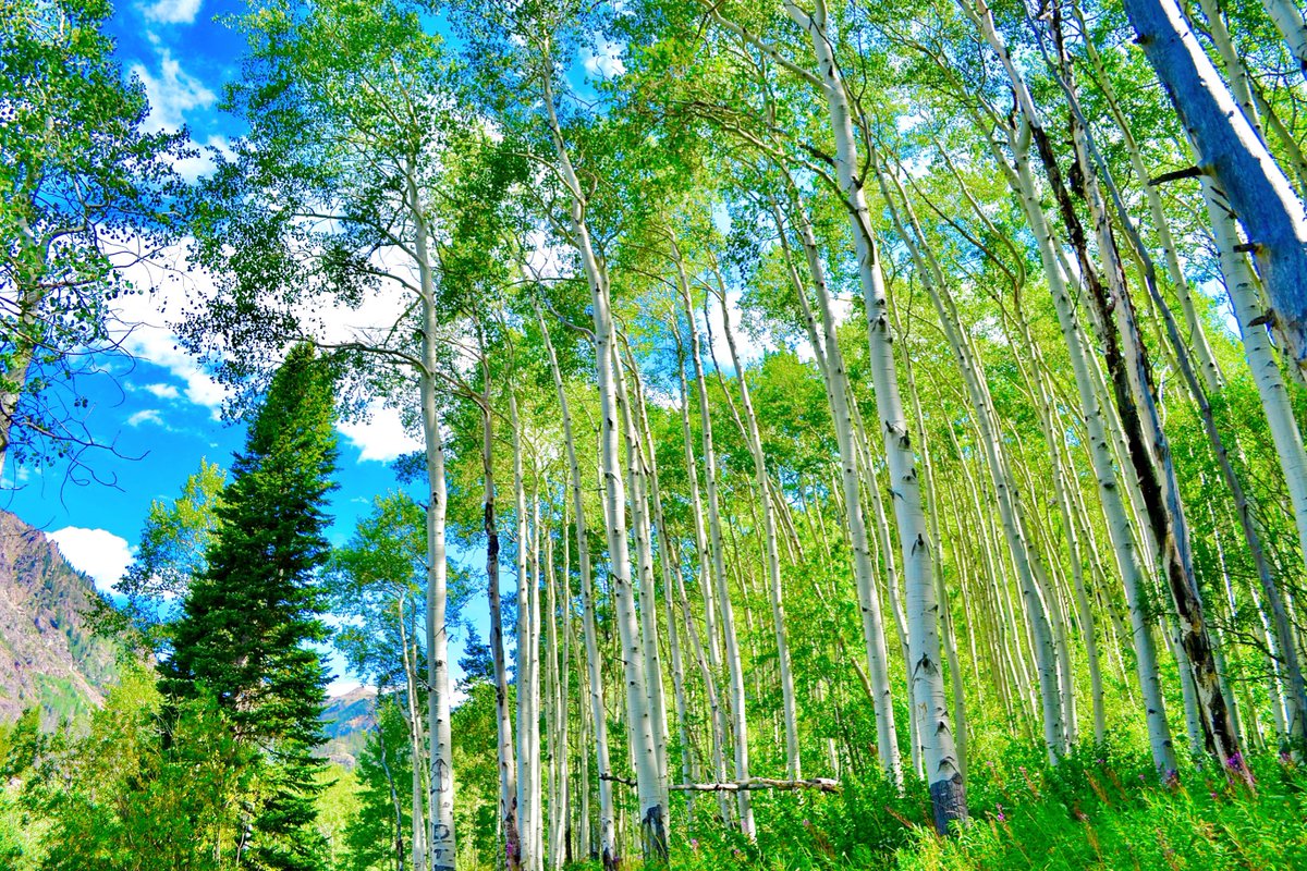 MrBuuface's tweet photo. Summertime Aspens 🌲🏔⛺️ #colorado #visitcolorado #vail #vailcolorado #colorfulcolorado #mountains #coloradophotography #rockymountains #hiking #mountainadventures #camping #nature #naturelovers #outdoors #summer #summervibes #explorecolorado #photography #beautifulcolorado https://t.co/AvdzQjPLgc
